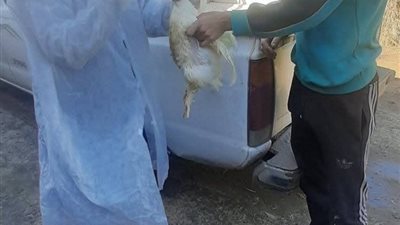 مديرية الطب البيطري بدمياط تنفذ جولات ميدانية لمراقبة مزارع الدواجن