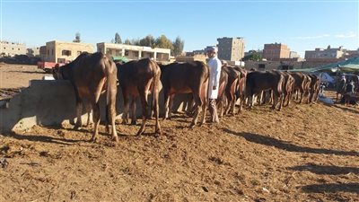تحصين 286 ألف رأس ماشية بالدقهلية ضمن الحملة القومية ضد الحمى القلاعية