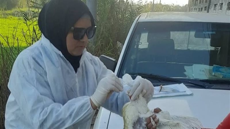 مديرية الطب البيطري