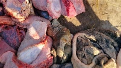ضبط ١٥٠ كجم لحوم غير صالحة للاستهلاك الآدمي في حملة بيطرية مكبرة بالقليوبية
