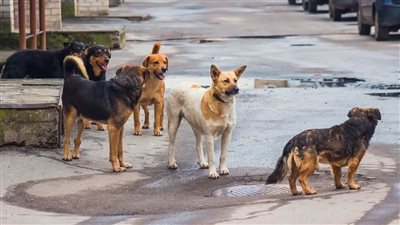 بعد إصابة فنان تشكيلي.. الكلاب الضالة تواصل تهديد المواطنين رغم وعود الحلول