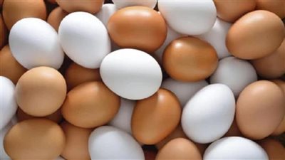 انخفاض أسعار البيض 25 جنيهًا رغم ارتفاع الدواجن وزيادة الإنتاج
