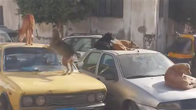بعد وفاة شاب.. انتشار الكلاب الضالة بشوارع المنوفية خطر يهدد أرواح المواطنين