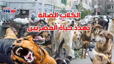 23 مليون كلب ضال.. أزمة تهدد شوارع مصر والحلول غائبة | (ملف خاص)