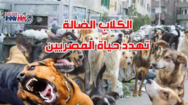 الكلاب الضالة أزمة