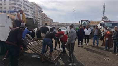 رئيس حي الزهور يترأس حملة مكبرة لمصادرة ومنع انتشار الابقار في الشوارع 