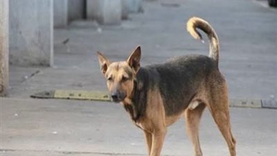 حادث مؤسف في دكرنس.. كلب ضال يصيب 5 أطفال بجروح متفرقة