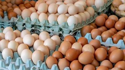 البيض يحافظ على استقرار نسبي بالسوق المحلي مع تراجع سنوي واضح 