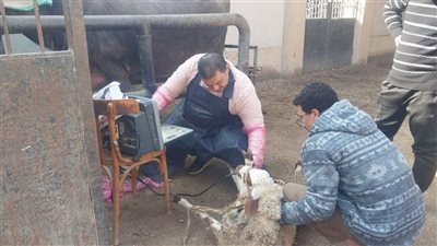 قافلة علاجية بيطرية بقرى مركز بنها لدعم المربين والحفاظ على الثروة الحيوانية