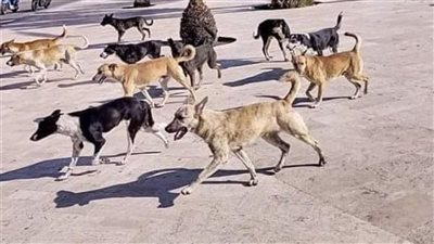 تحصين 24 كلبا ضالا خلال حملة مكبرة بقرية دندرة في قنا