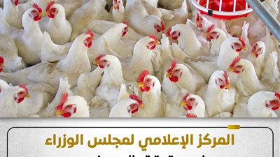 مجلس الوزراء يوضح حقيقة ظهور فيروس إنفلونزا الطيور بالمزارع المصرية