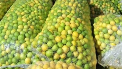 انطلاق موسم حصاد الليمون بالبحيرة محصول استراتيجي يدعم دخل المزارعين