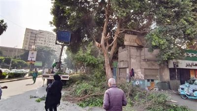 استجابة لـ طاهر الخولي.. تقليم شجرة المنيل منعًا لوقوع حوادث وتخويف المارة