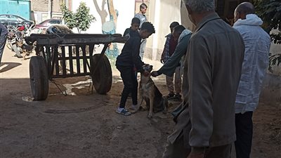 لليوم الثاني.. مديرية الطب البيطري بسوهاج تواصل تحصين كلاب الشوارع