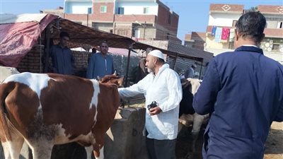 انطلاق الحملة الاستثنائية للتحصين ضد مرض الحمى القلاعية وحمى الوادي المتصدع