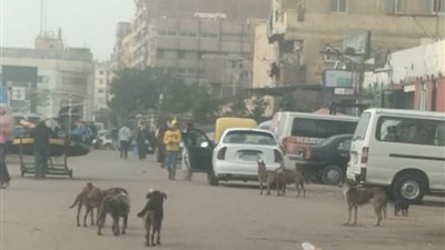 رعب في العجمي بسبب الكلاب الضالة بشارع المرور عقر 10 بينهم أطفال 