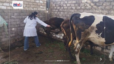 بيطرى المنيا: تحصين 238 ألف رؤوس ماشية ضمن الحملة القومية ضد الحمى القلاعية