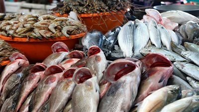 تباين أسعار الأسماك والمأكولات البحرية في الأسواق المصرية اليوم الثلاثاء  