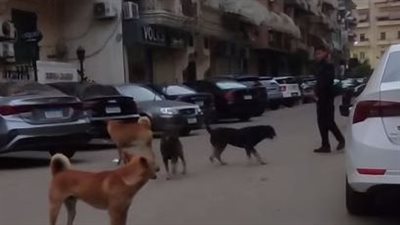 حملة لتحصين 19 كلبا خلال حملة بيطرية في قرية دندرة بقنا