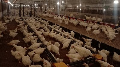 إنجاز دولي.. الزراعة تعتمد 22 منشأة داجنة جديدة خالية من إنفلونزا الطيور