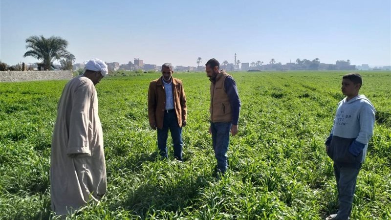 صورة واقعيه