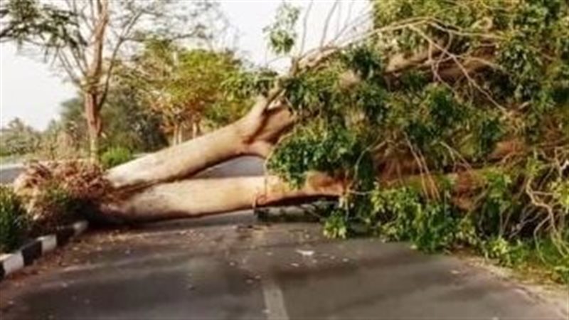 سقوط شجرة كافور على