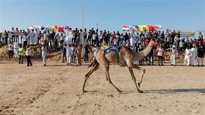اليوم.. انطلاق مهرجان سباق الهجن في العريش بشمال سيناء