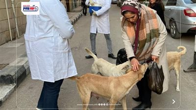 بيطري المنيا: تحصين الكلاب الحرة ضد السعار بعدة مناطق حيوية بالمحافظة