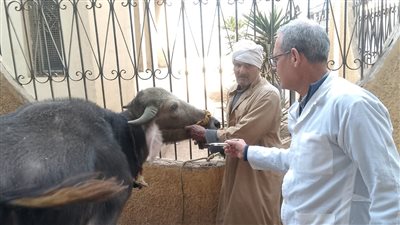 الدقهلية: تحصين 50 ألف رأس ماشية ضد الحمى القلاعية والوادي المتصدع
