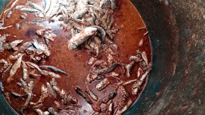 ضبط نصف طن لحوم ودواجن وأسماك غير صالحة للإستهلاك الآدمي بالمنوفية 