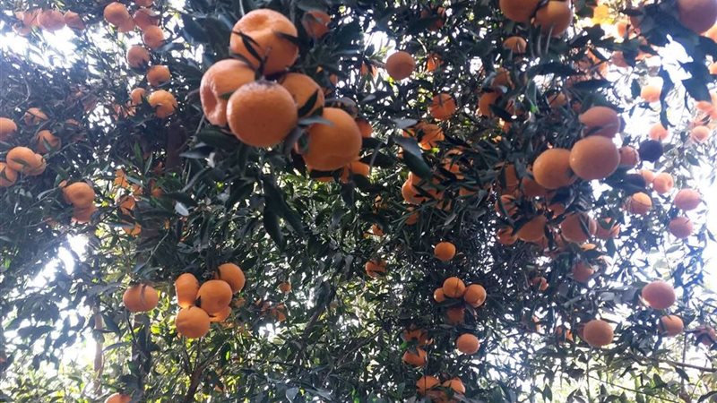 انطلاق موسم حصاد