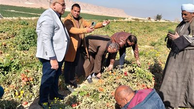 وكيل زراعة سوهاج يتفقد زراعات الطماطم بطهطا ويوصي بالالتزام ببرامج المكافحة