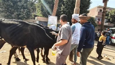 بالتعاون مع الاتحاد الأوروبي ومعهد التناسليات.. قافلة بيطرية مجانية بسوهاج 