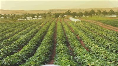 «لبنان ينزف.. ووقف النار طوق النجاة».. وزير الزراعة يكشف كلفة الحرب