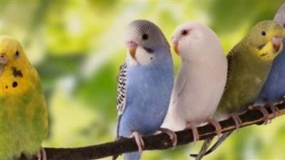 لمن يربون الطيور في منازلهم احذروا هذا المرض الرئوي القاتل!