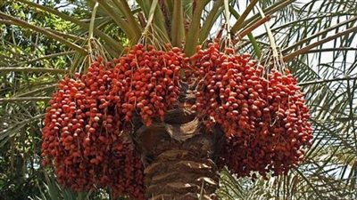مع استقبال موسم رمضان.. كيف تدعم مصر صادرات التمور؟