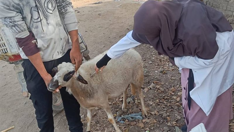 جانب من الحملة