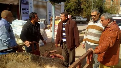 ضبط ذبيحة مخالفة صريحة للاشتراطات محملة على تروسيكل خلال حملة رقابية بالمنوفية