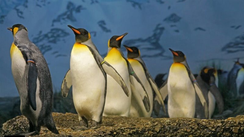 صورة موضوعية