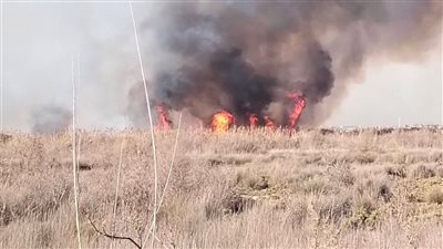 12 سيارة إطفاء للسيطرة على حريق أرض هيش وبوص بالعامرية غرب الإسكندرية 