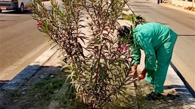 السنطة تفتح صفحة خضراء جديدة.. 100 شجرة مثمرة وزينة تغير ملامح المدينة والقرى
