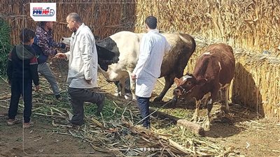 انطلاق حملة قومية لتحصين الماشية ضد الأمراض الوبائية بالمنيا