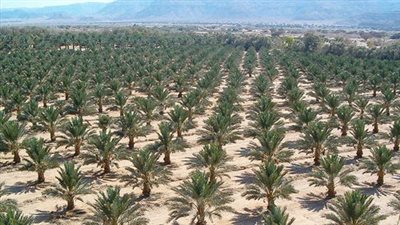 مسؤول عراقي سابق: زراعة النخيل الحديثة تنقذ الأصناف المهددة وترفع الإنتاجية 