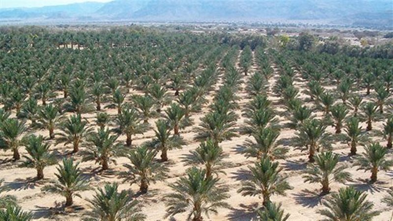  زراعة النخيل الحديثة