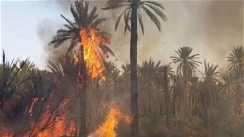  حريق عدد من النخيل