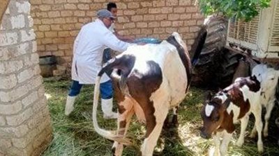 تحصين 185 ألف رأس ماشية ضد الحمى القلاعية بالغربية