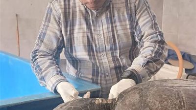 مدير محميات مصر الشمالية: تحسن حالة السلحفاة اليونانية Dera وإطلاق 4 غيرها 