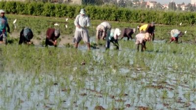 الفلاحين:مضاعفة إيجار أراضي الأوقاف تشعل غضب المزارعين و25 ألف للفدان سعر عادل