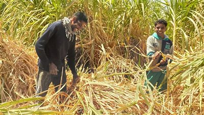 استجابة لشكاوى عديدة.. مطالب برلمانية برفع سلفة القصب 15% لدعم الفلاحين 