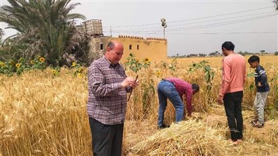 بشاير الخير..  فرحة مزارعي القمح في الفيوم مع بدء موسم الحصاد 